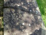 image of grave number 796403